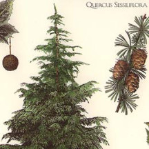 Mixed Trees, Pine Cones & Acorns Italian Paper ~ Tassotti